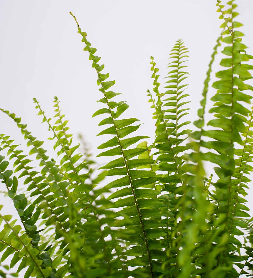 Fern (Aşk Merdiveni)