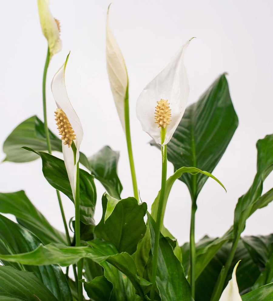 Barış Çiçeği (Spathiphyllum)