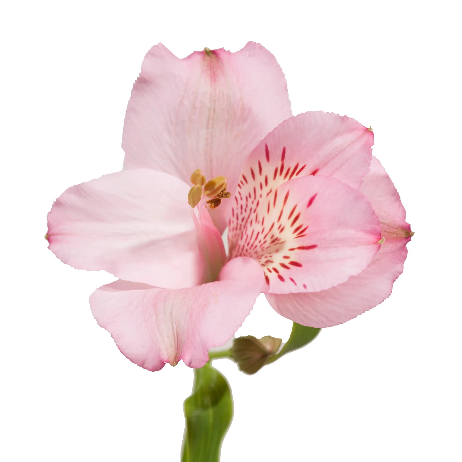 Açık Pembe Alstroemeria