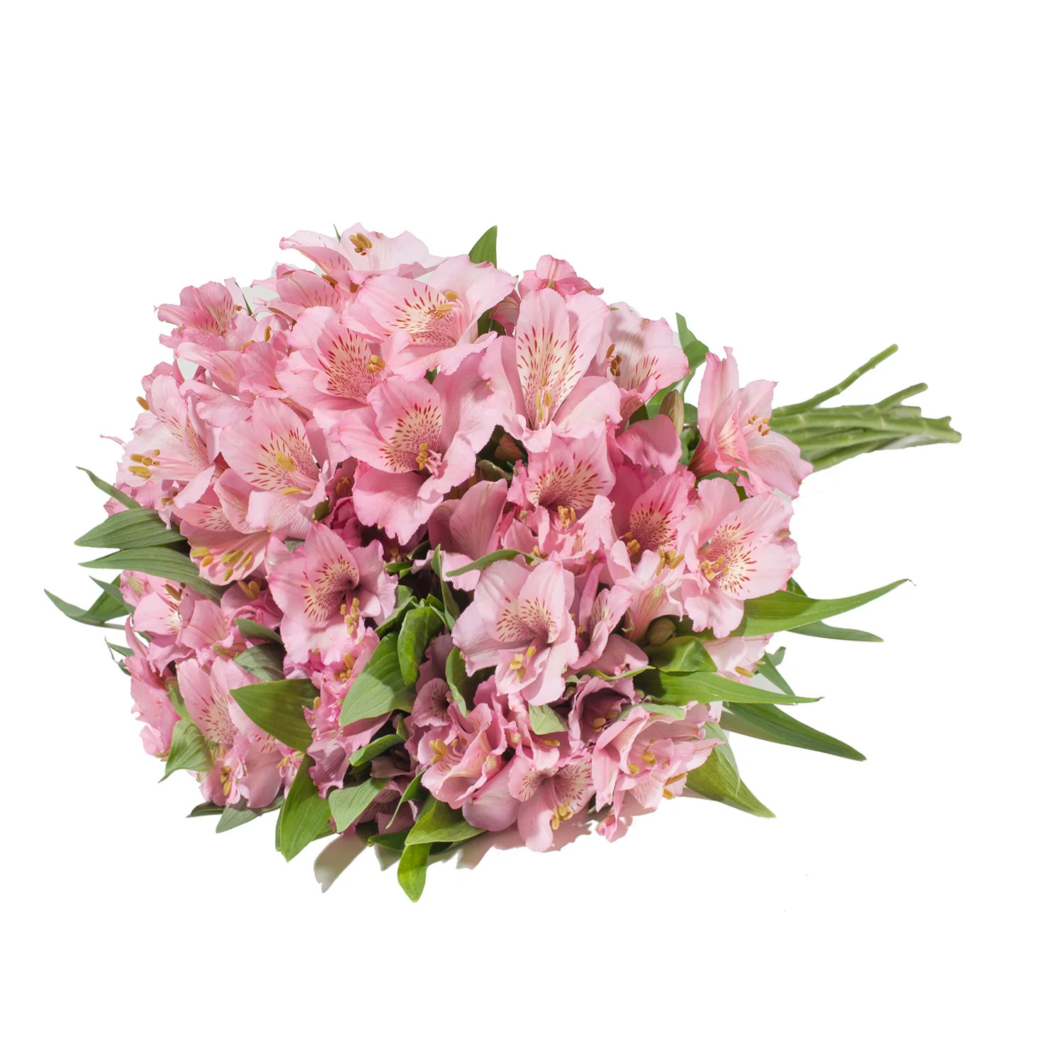 Açık Pembe Alstroemeria