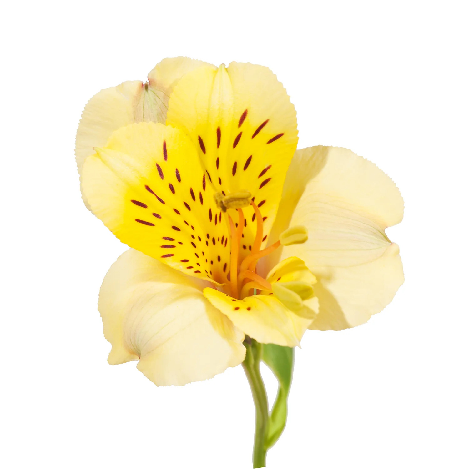 Sarı Alstroemeria - 10 Dal