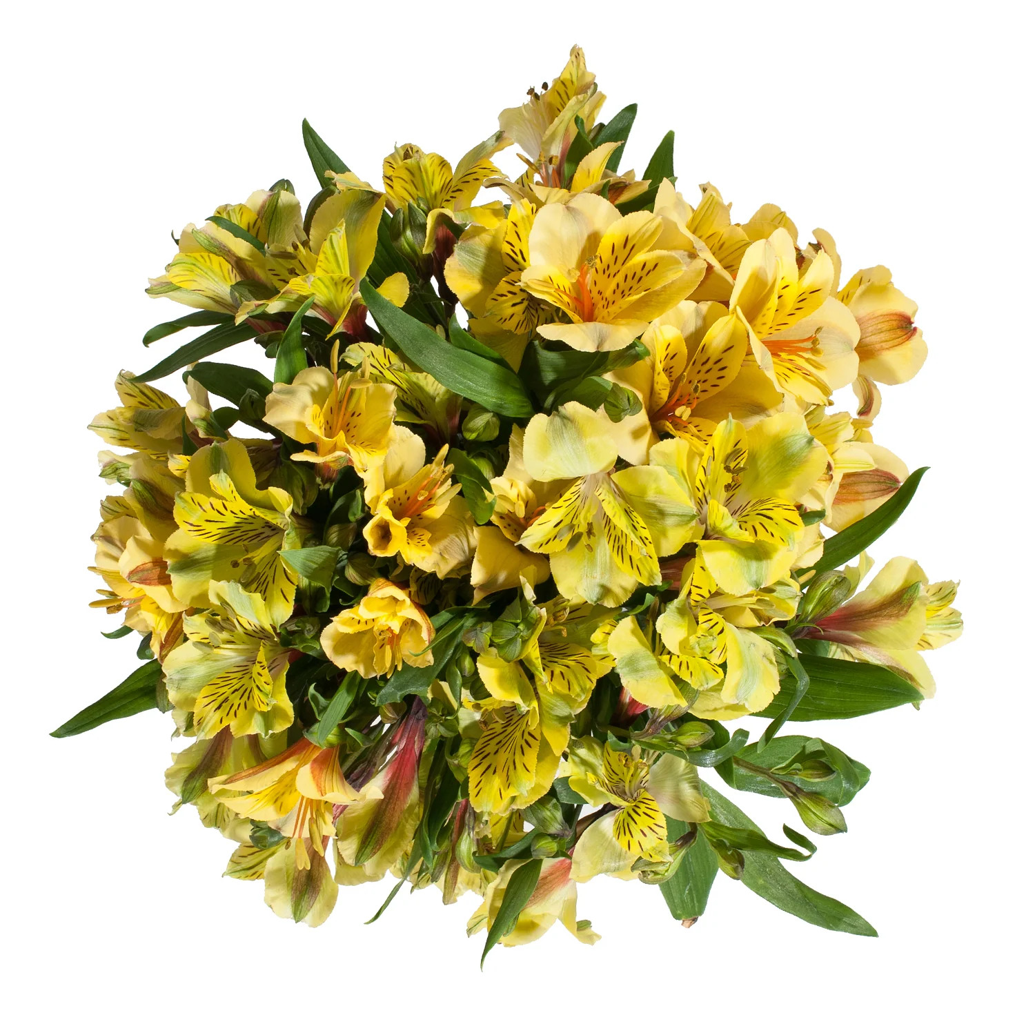 Sarı Alstroemeria - 10 Dal