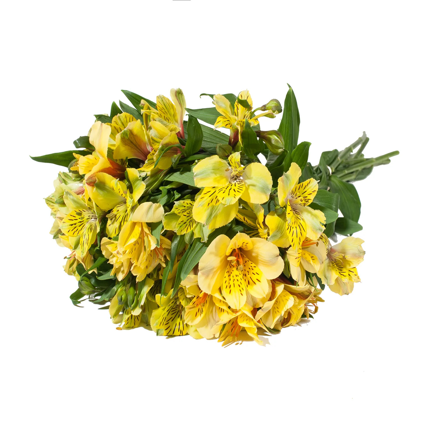 Sarı Alstroemeria - 10 Dal