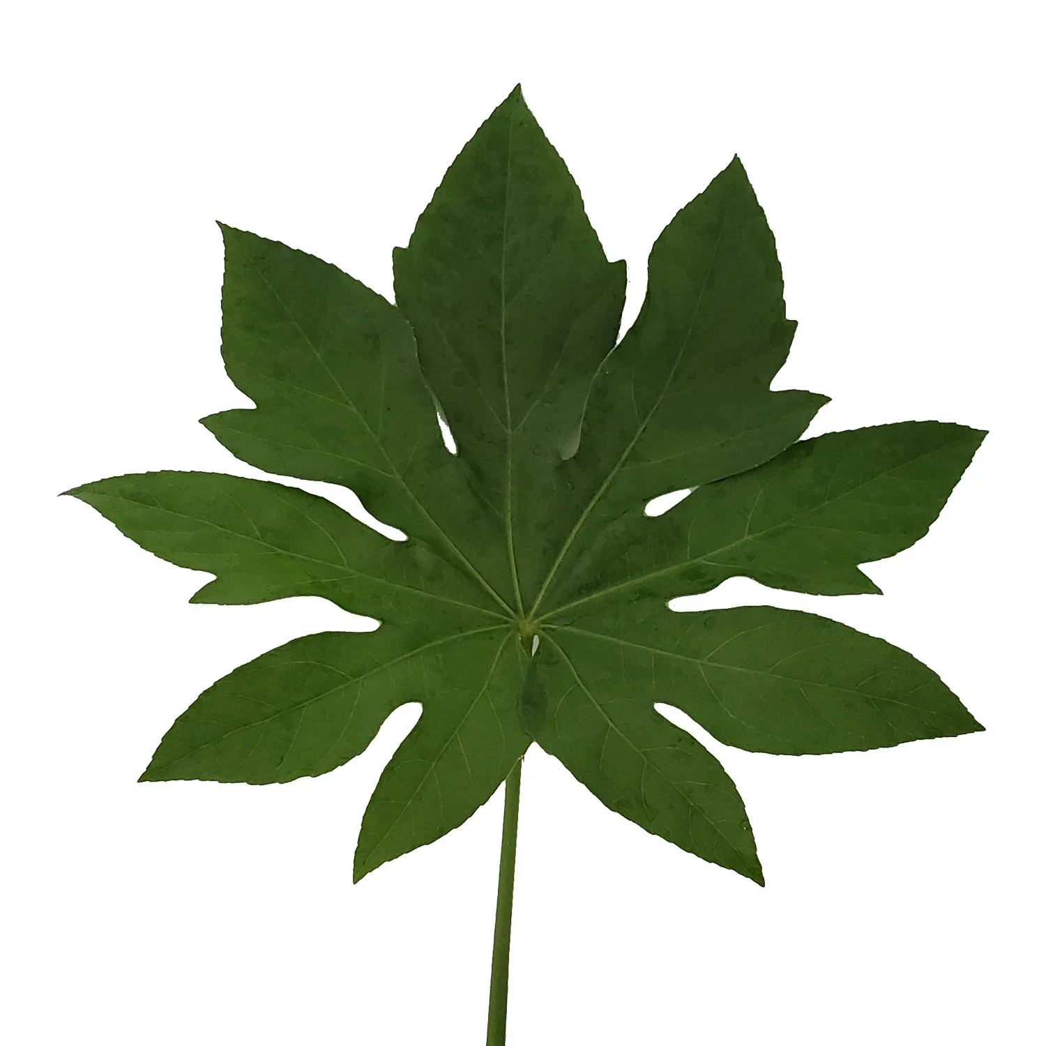 Aralia Yaprağı - 10 Adet