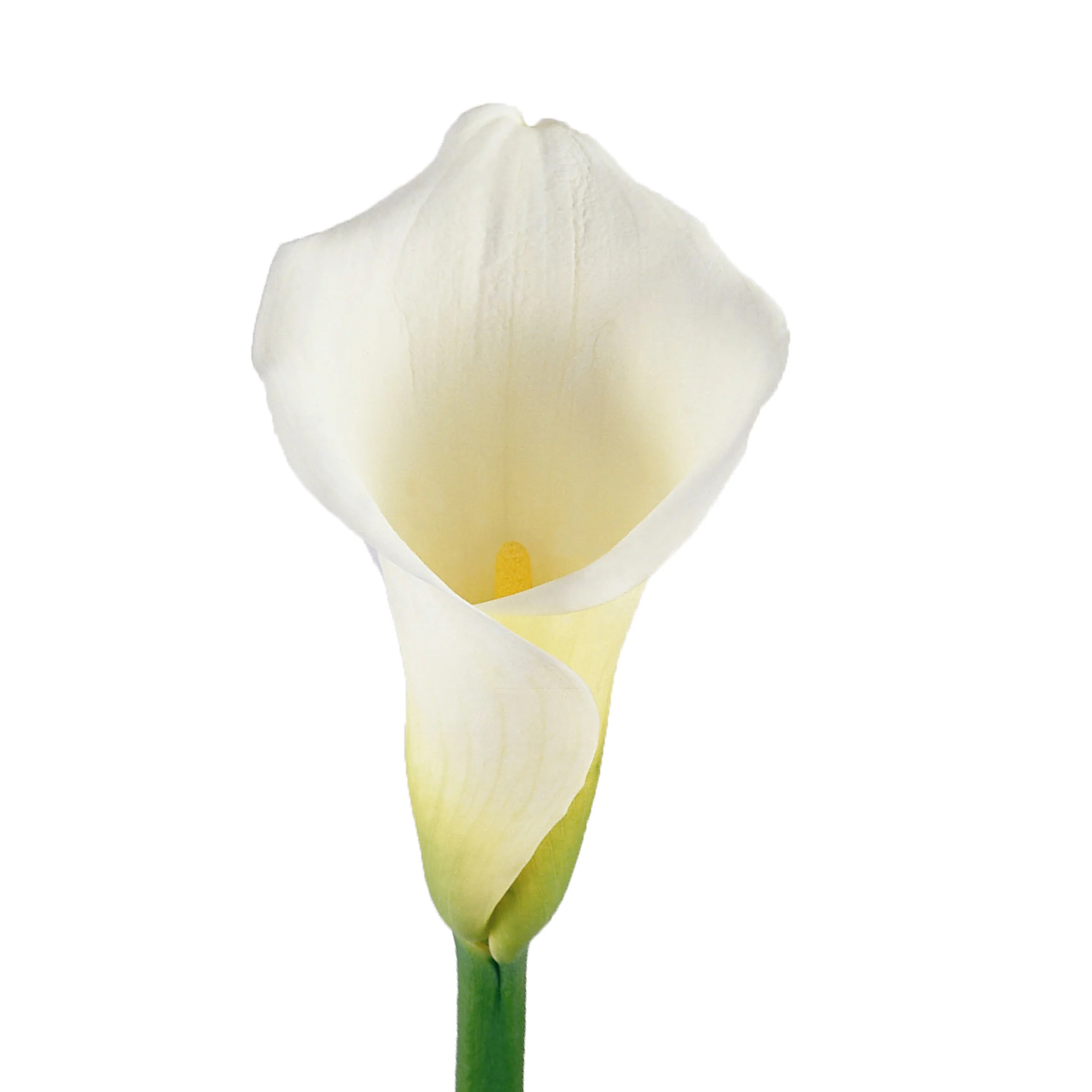 White Calla Lilies - 10 Adet