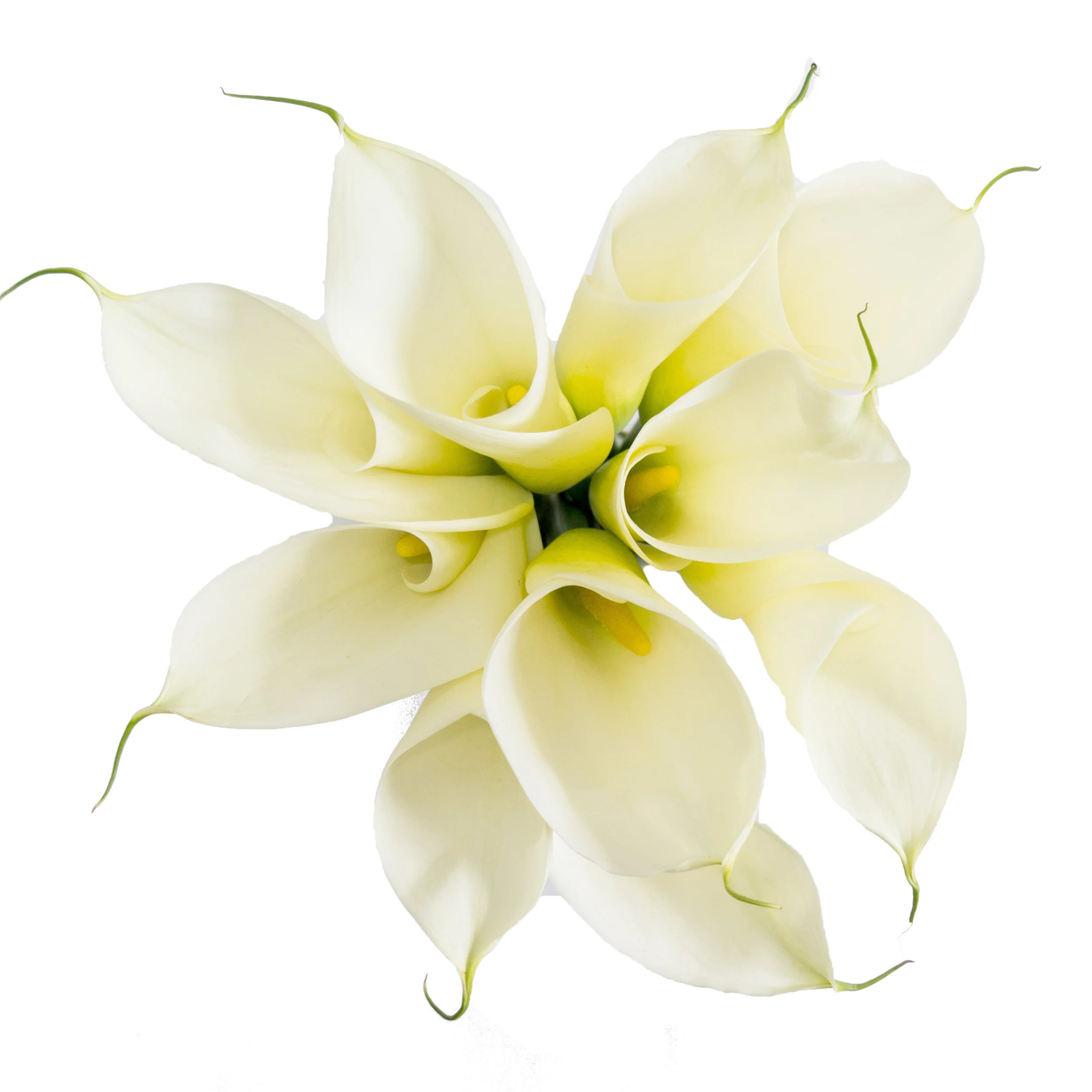 White Calla Lilies - 10 Adet