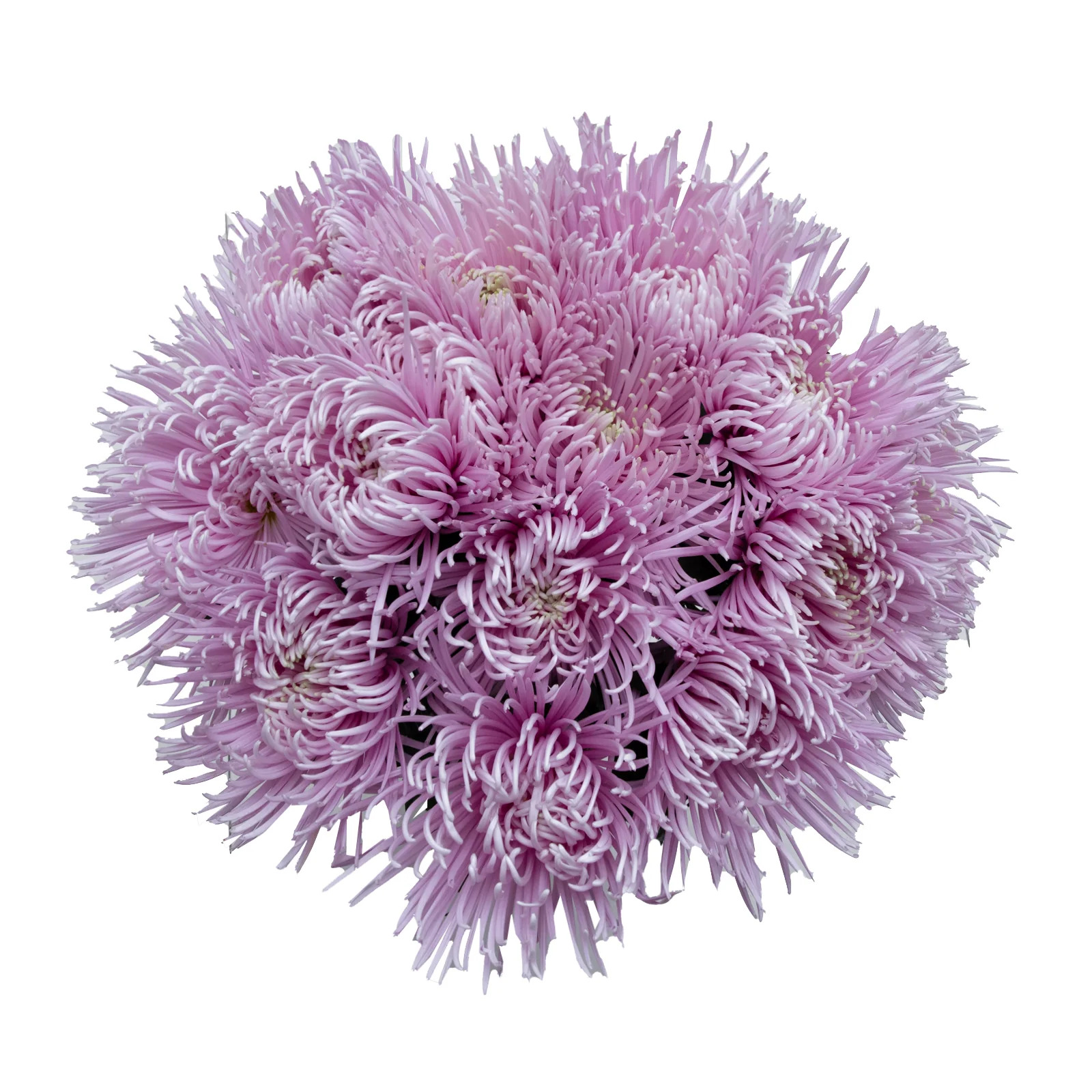 Capriool Spider Mums - 5 Dal