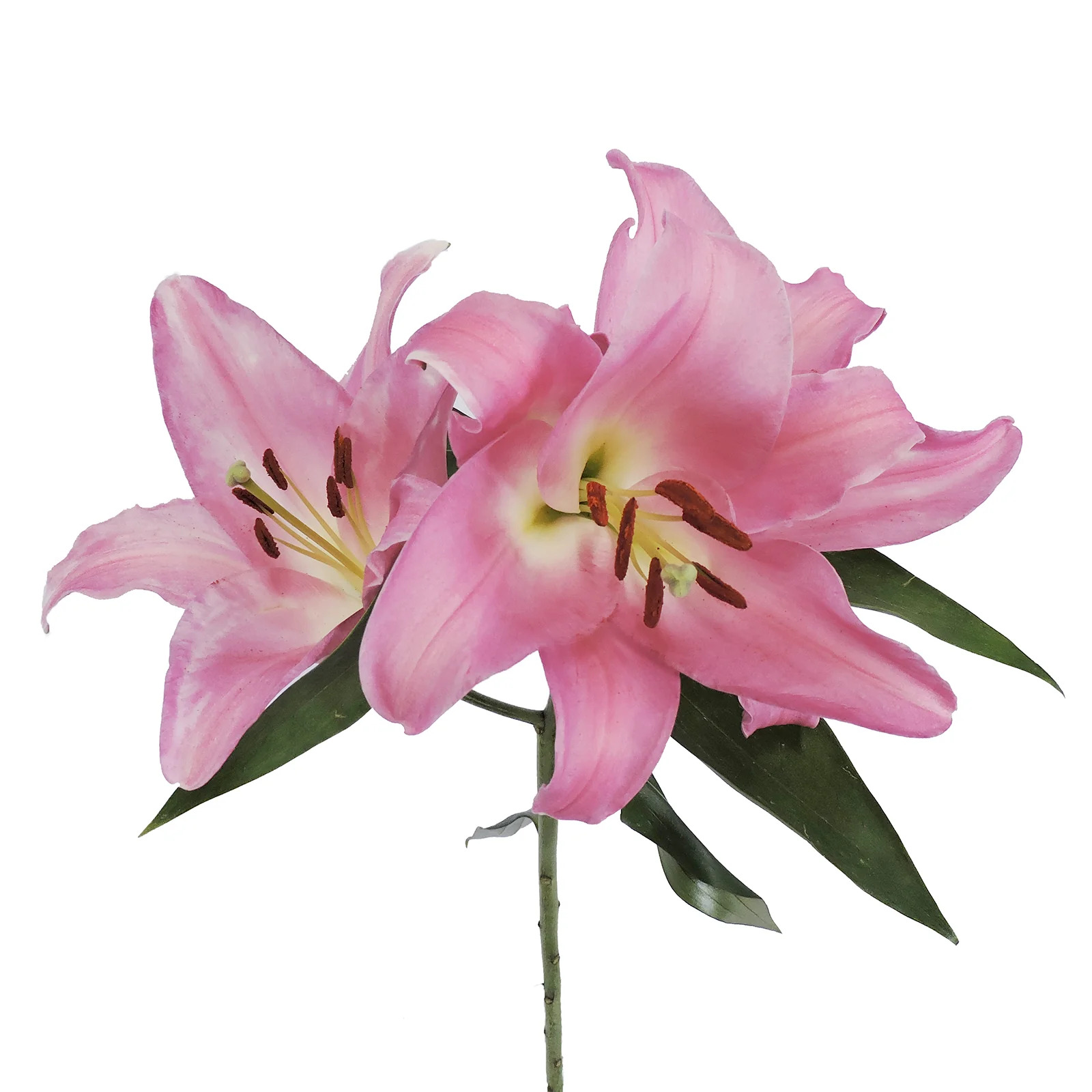 Pembe Lilyum - 3 Dal
