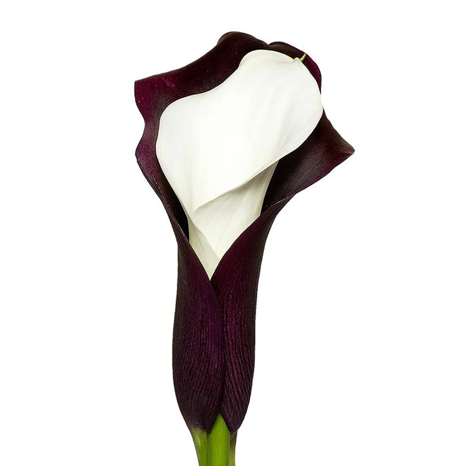 Black & White Calla Lilies - 10 Adet