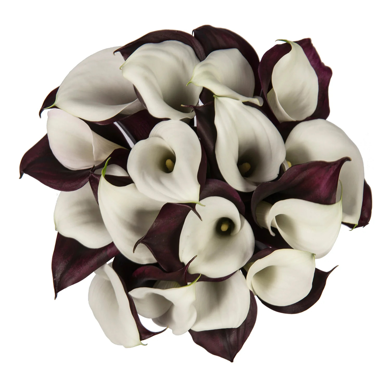 Black & White Calla Lilies - 10 Adet