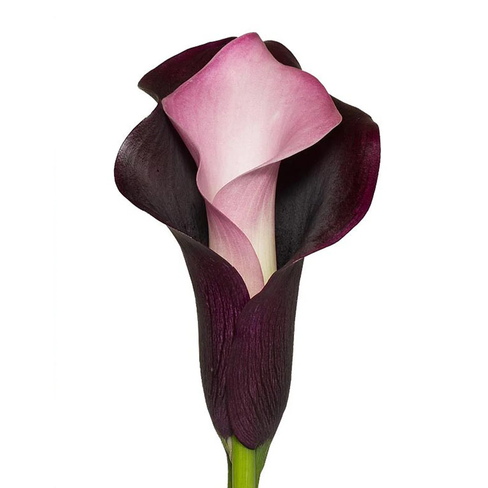 Black & Pink Calla Lilies - 10 Adet