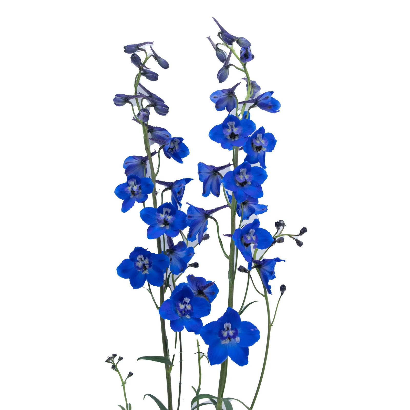 Delphinium Sea Waltz - 10 Dal