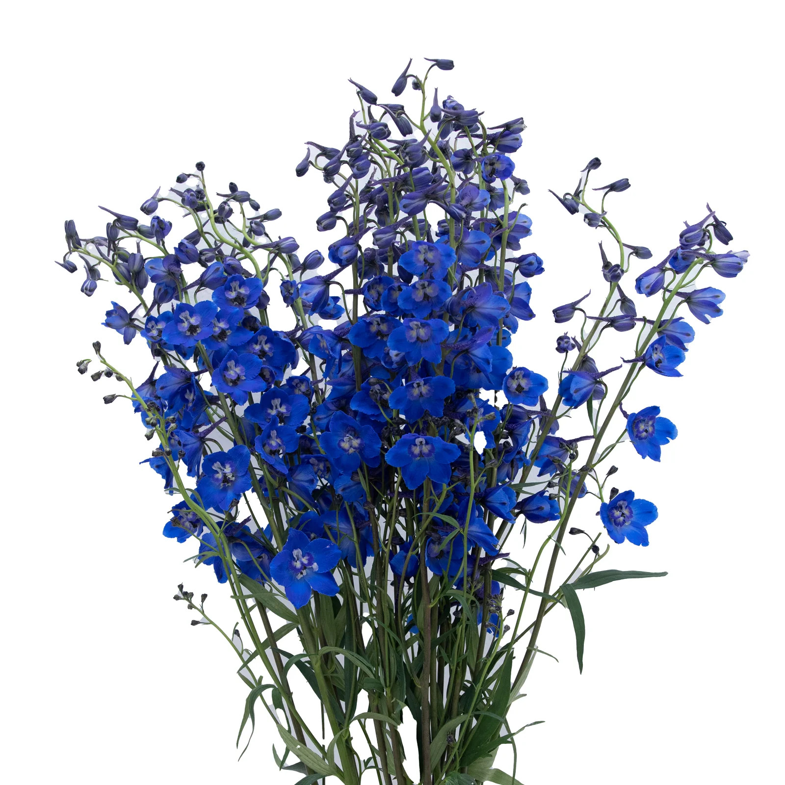 Delphinium Sea Waltz - 10 Dal