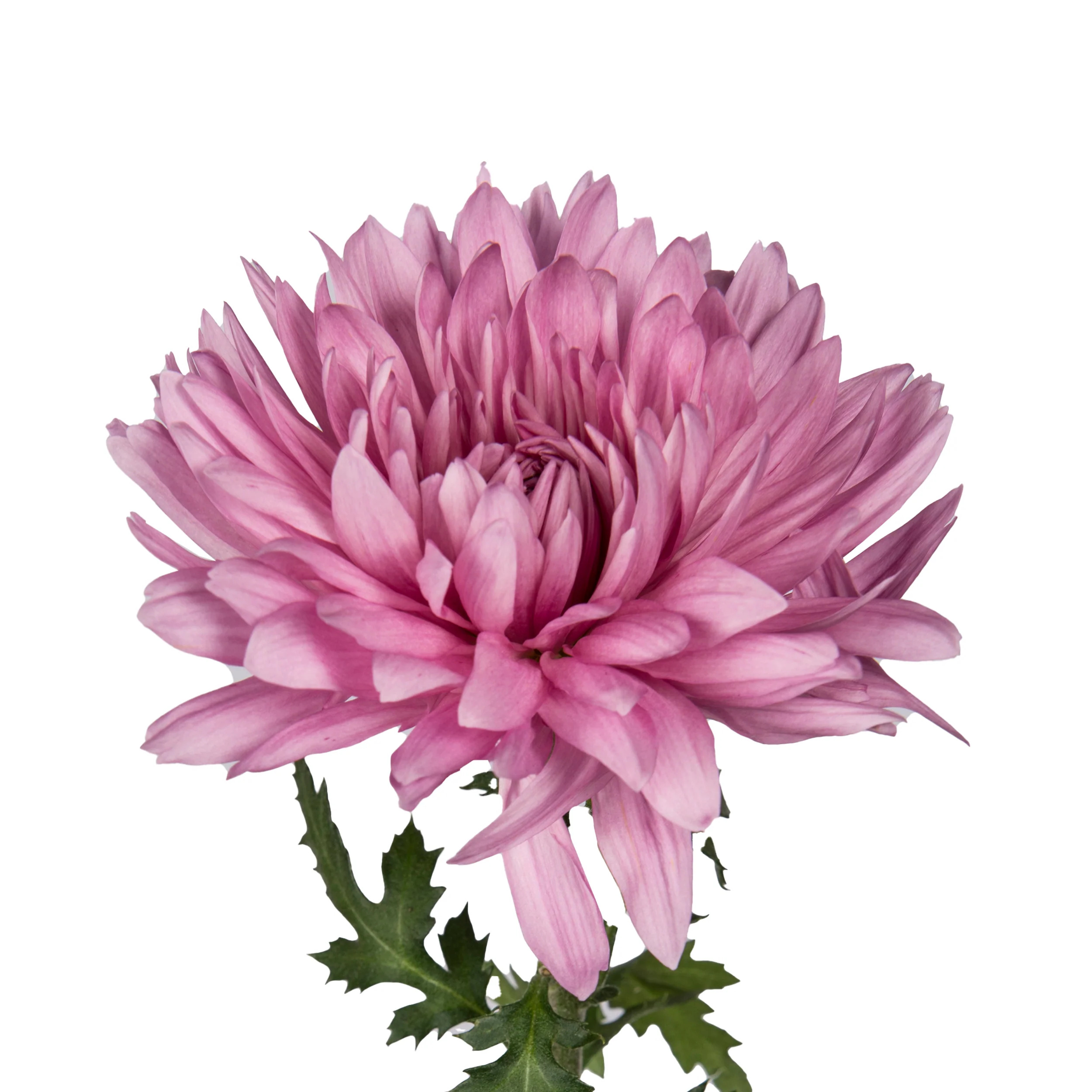 Pink Mums - 5 Dal