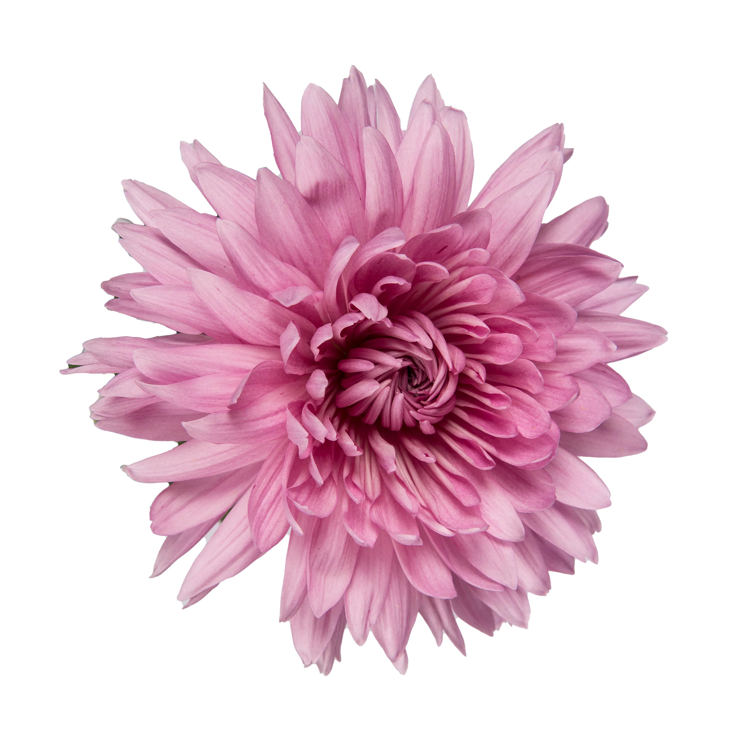 Pink Mums - 5 Dal