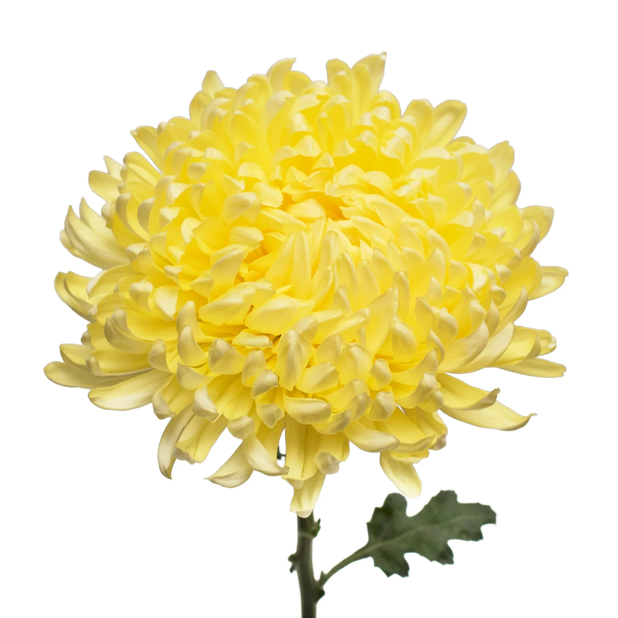 Yellow Mums - 5 Dal