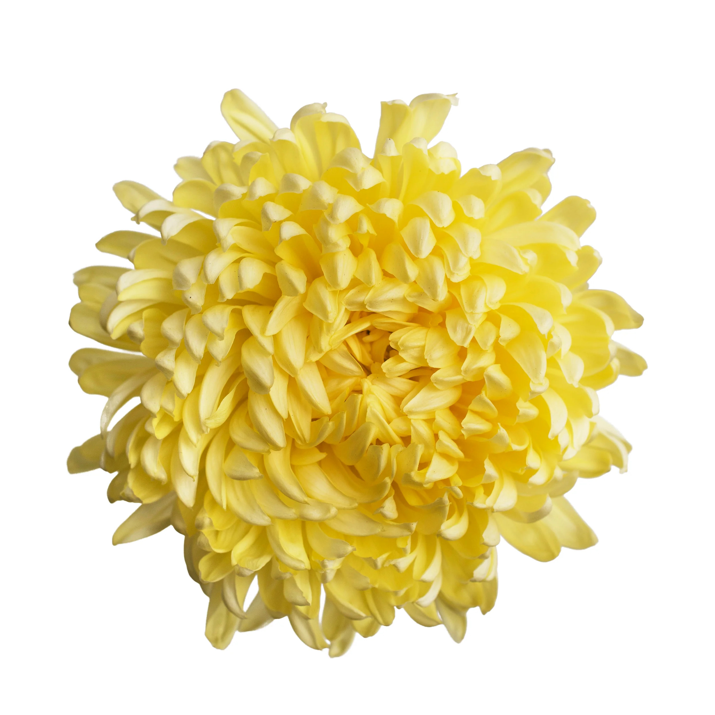 Yellow Mums - 5 Dal