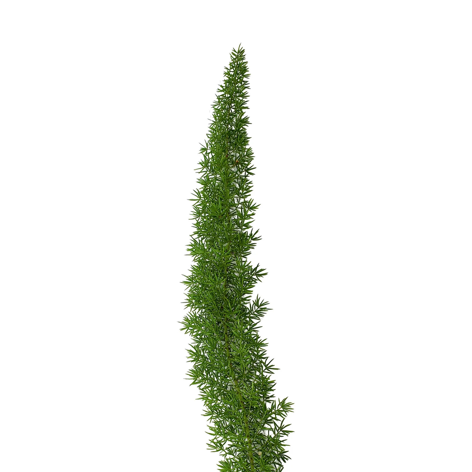 Foxtail Fern - 10 Adet