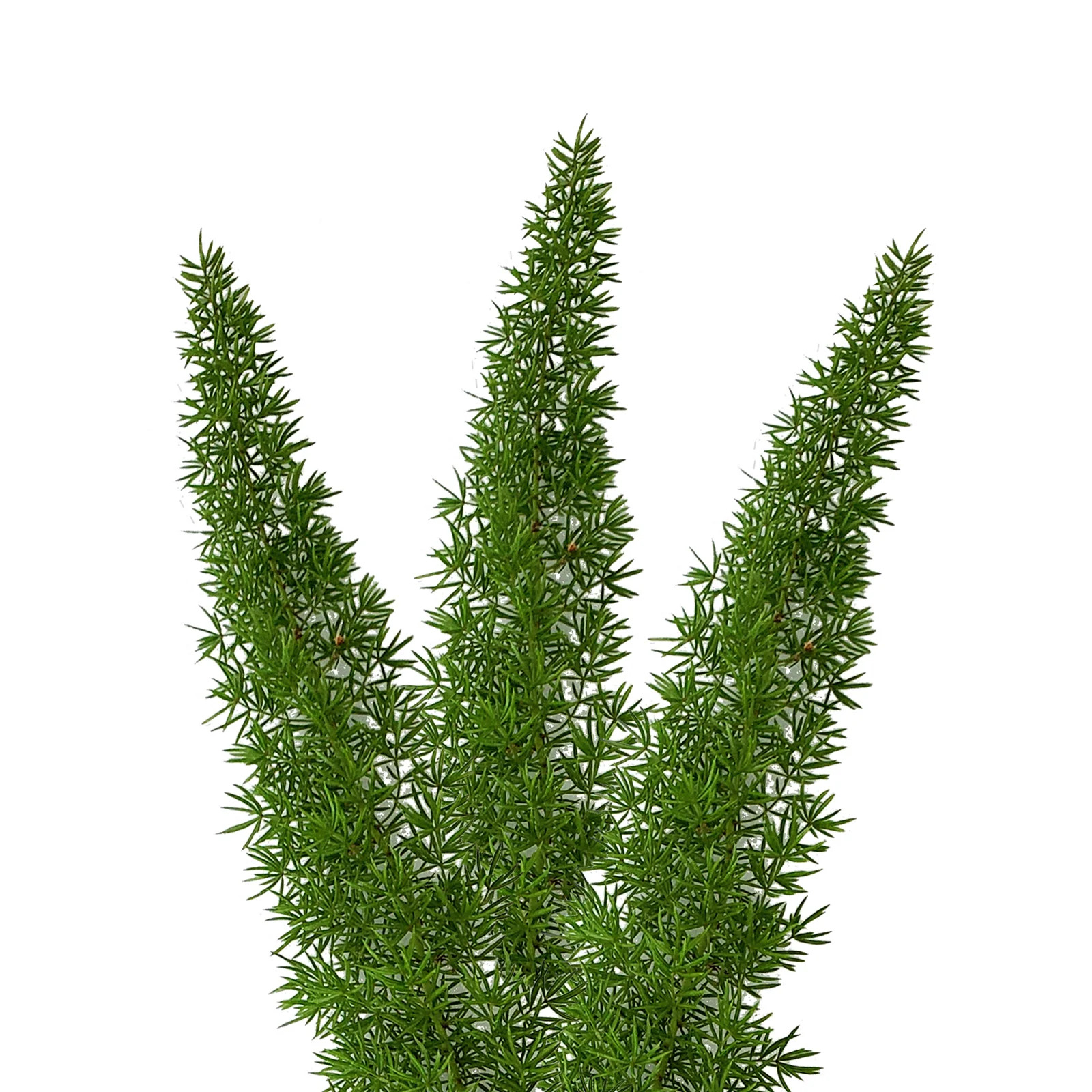 Foxtail Fern - 10 Adet