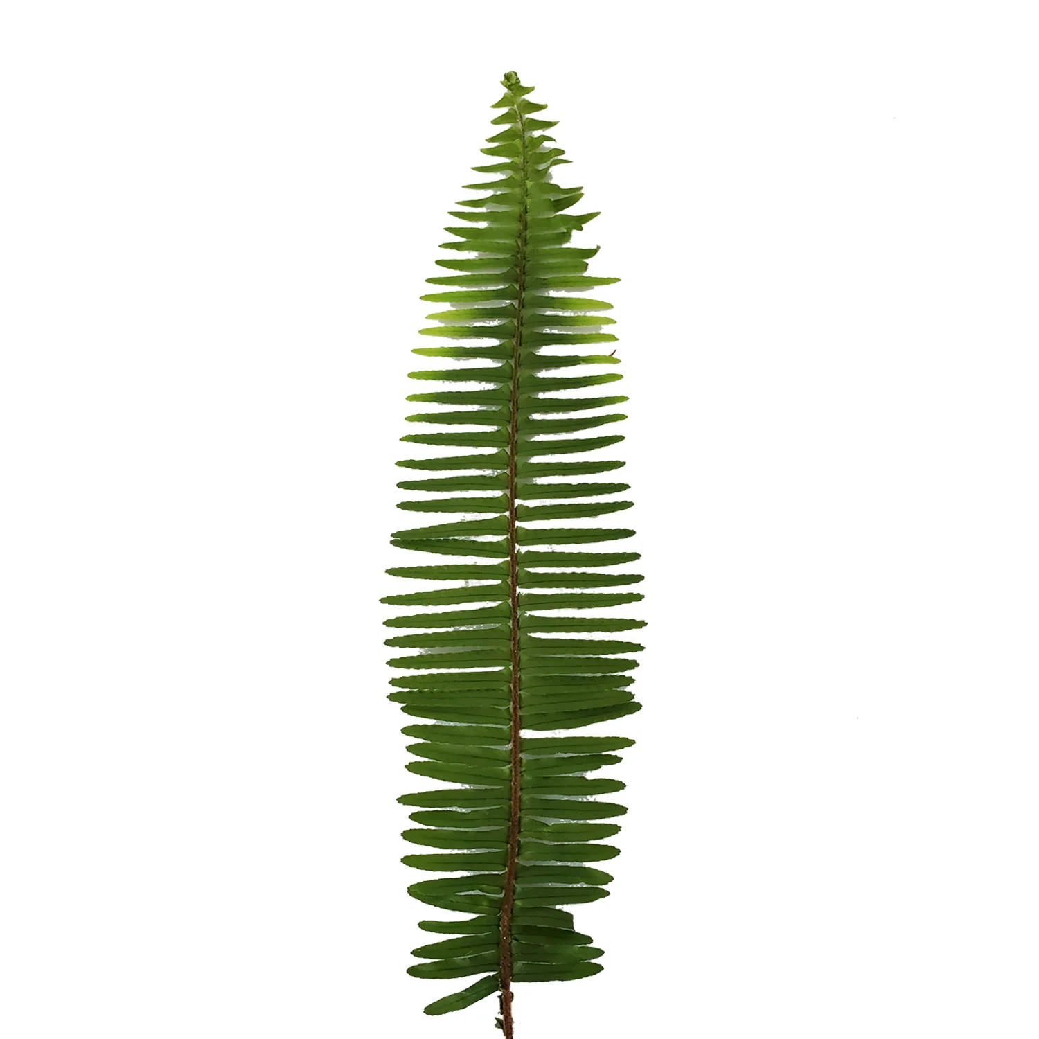 Sword Fern - 20 Adet