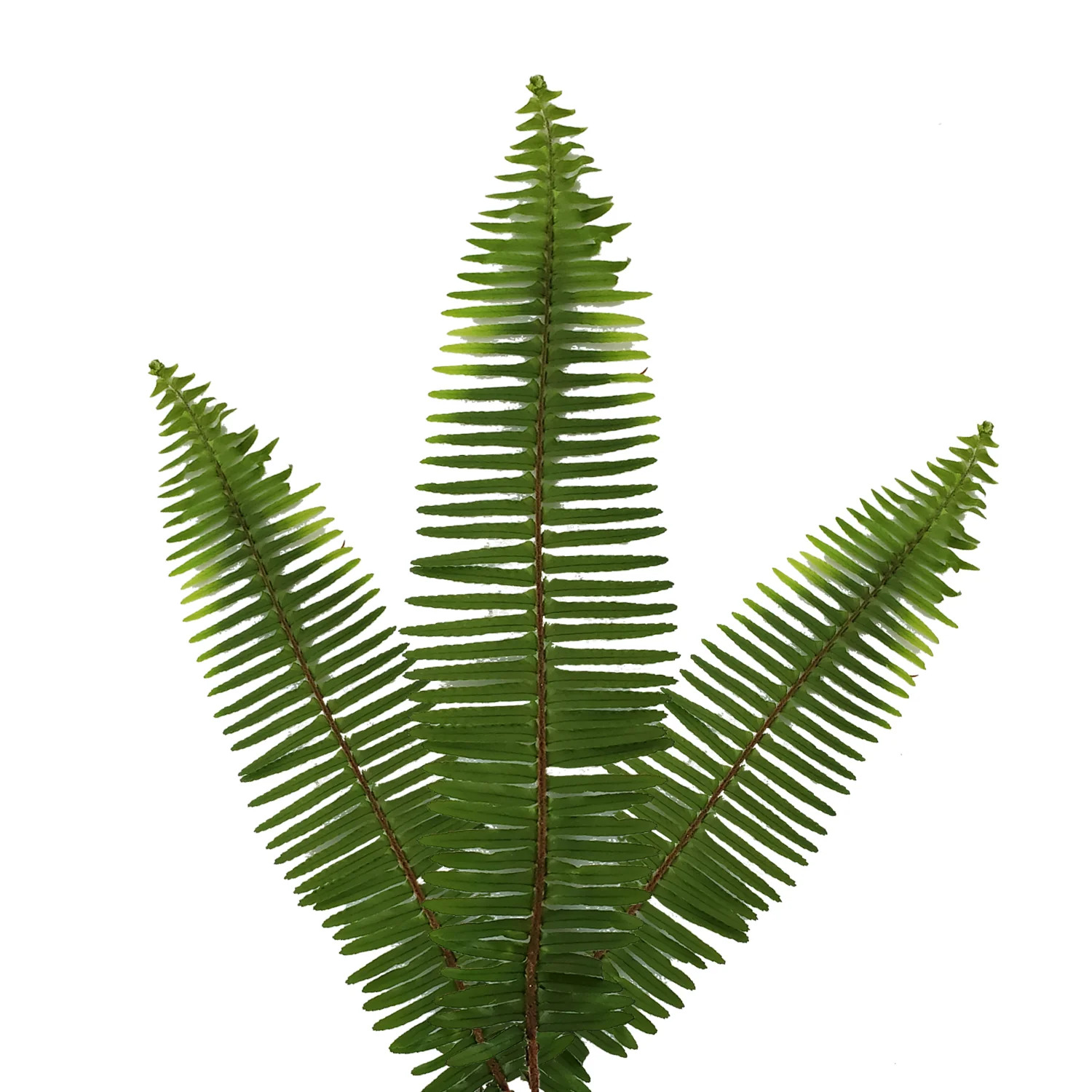 Sword Fern - 20 Adet