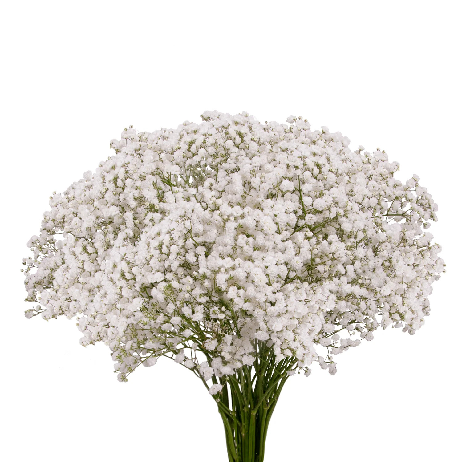 Gypsophila - 1 Demet