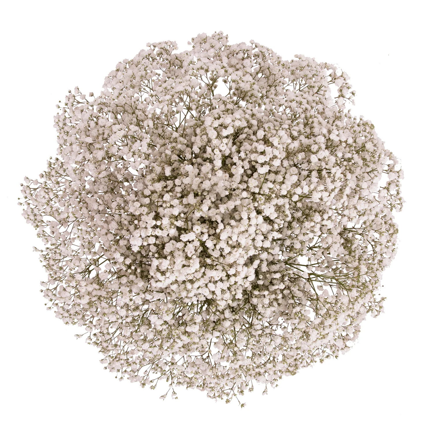 Gypsophila - 1 Demet