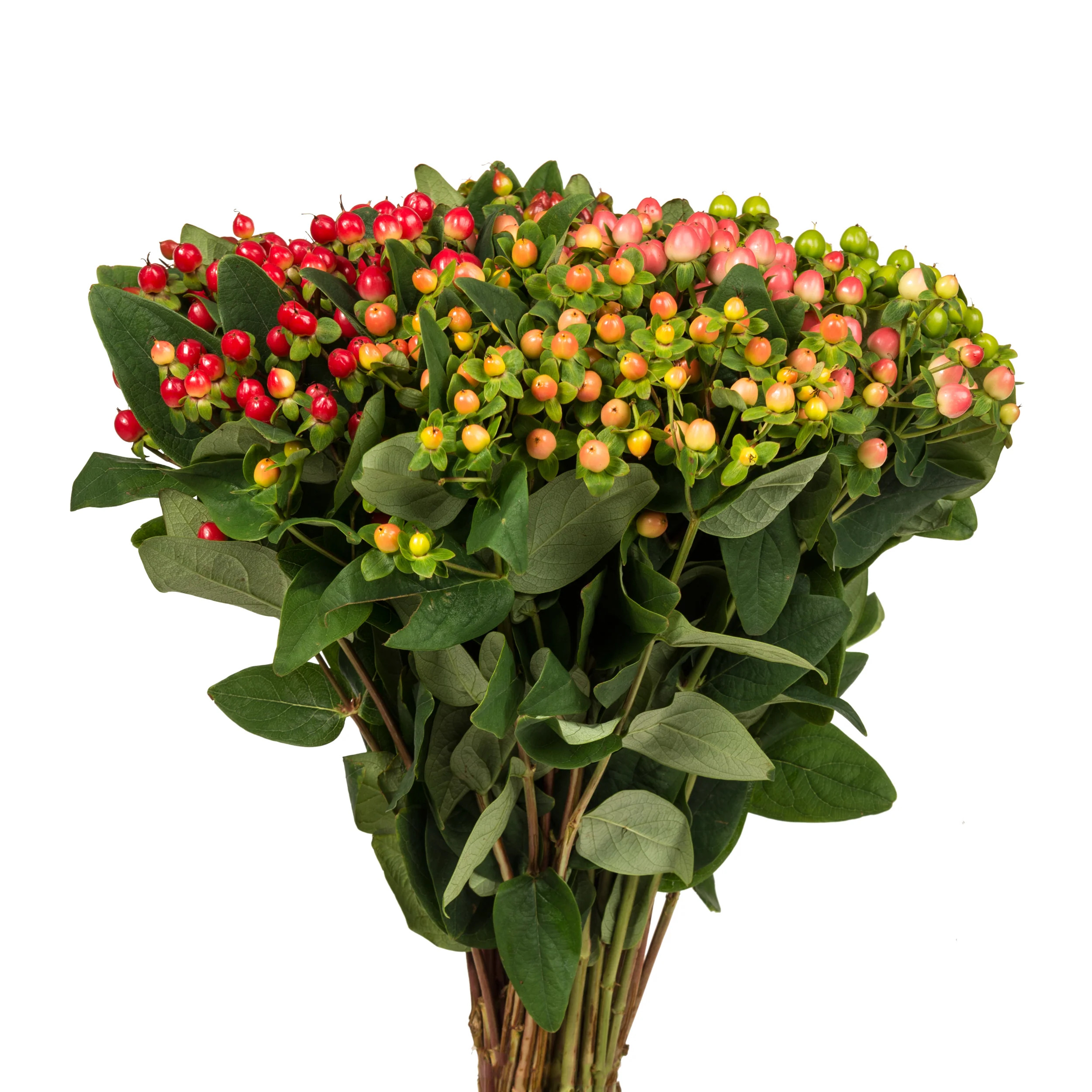 Mix Hypericum - 10 Dal