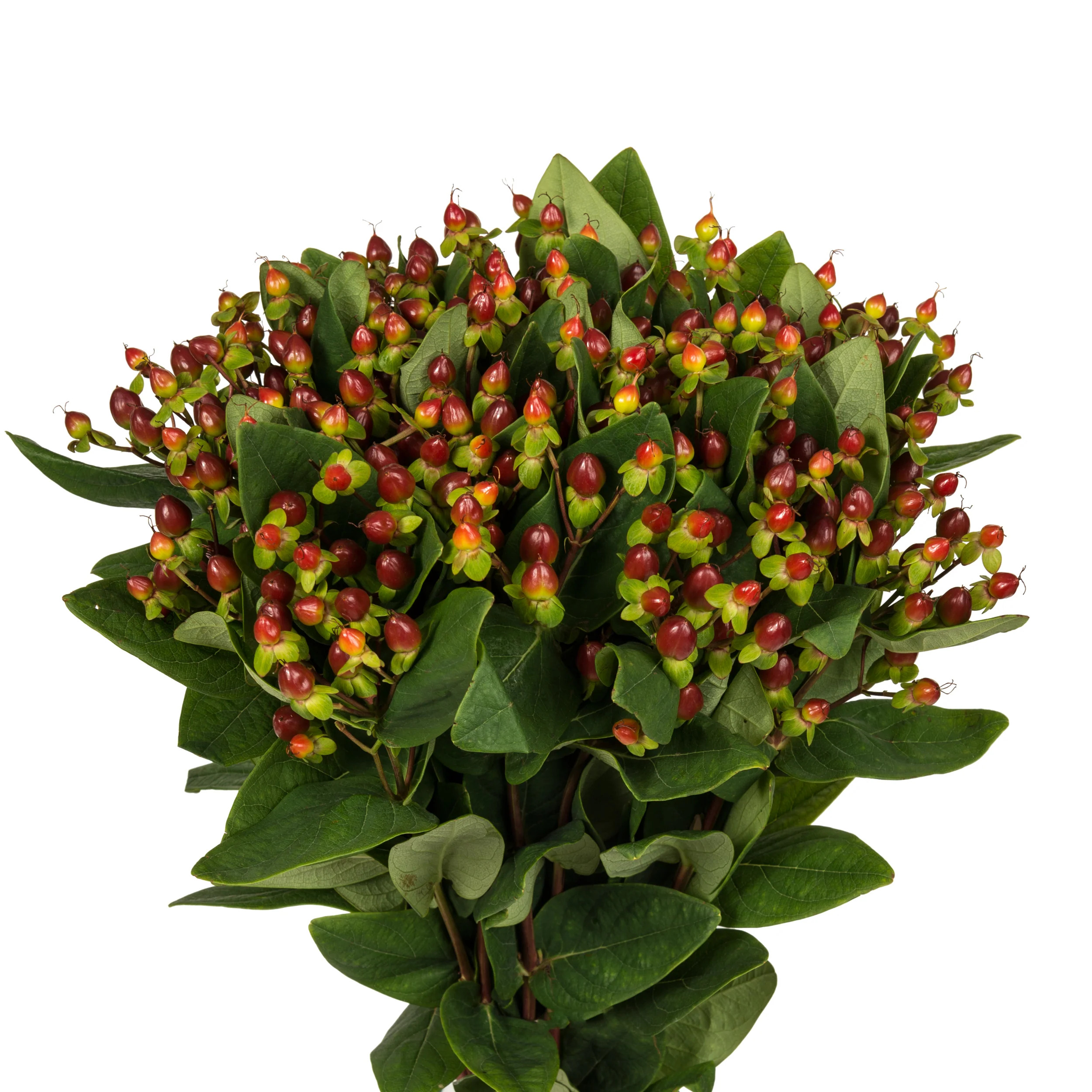 Burgundy Hypericum - 10 Dal