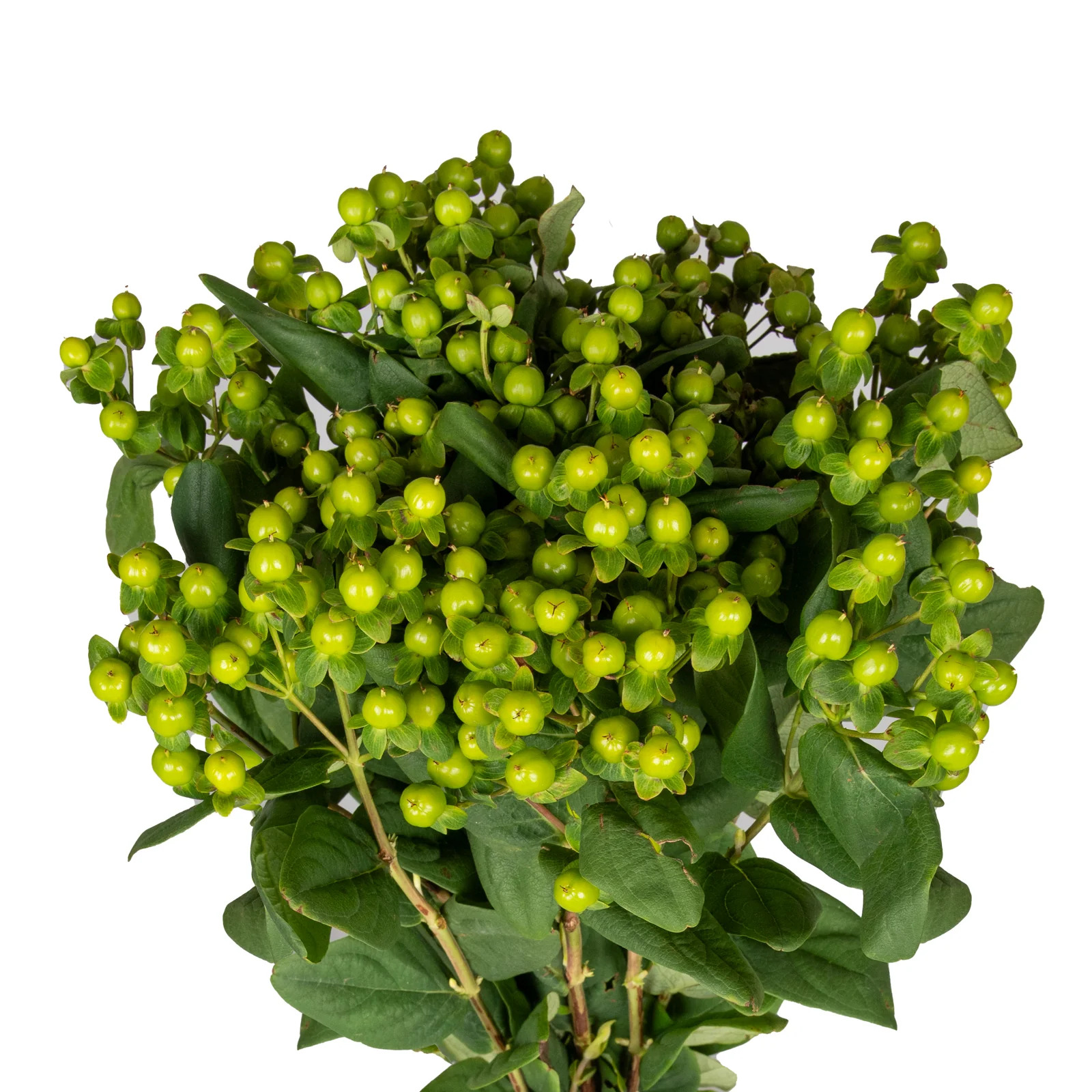 Green Hypericum - 10 Dal