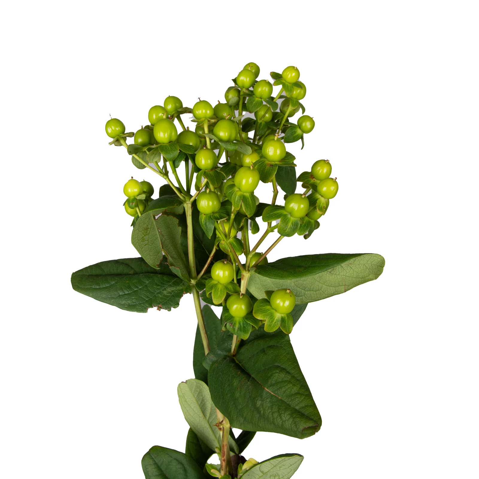 Green Hypericum - 10 Dal