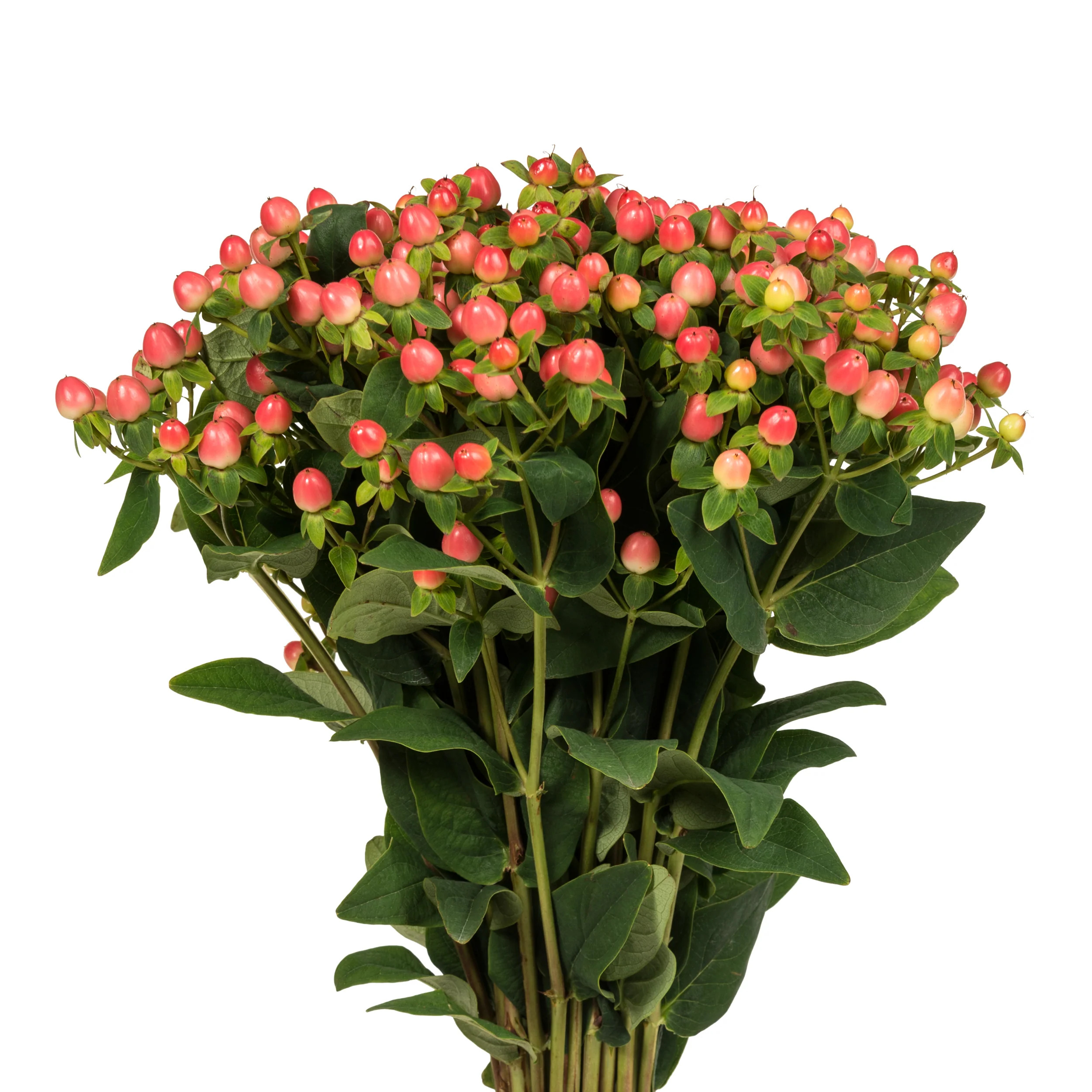 Pink Hypericum - 10 Dal