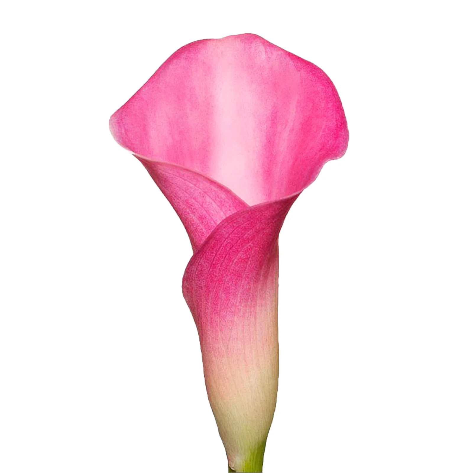 Hot Pink Calla Lilies - 10 Adet