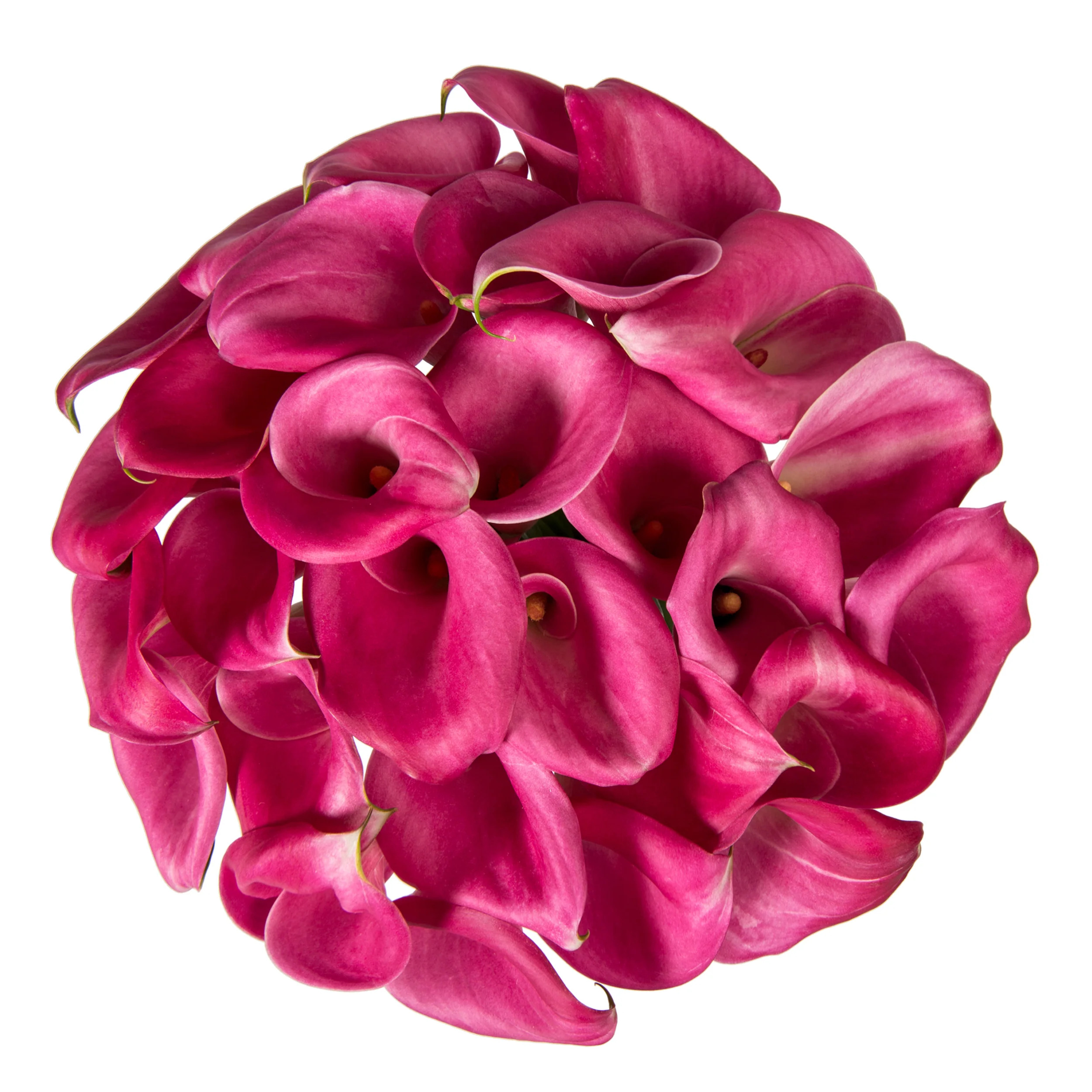 Hot Pink Calla Lilies - 10 Adet