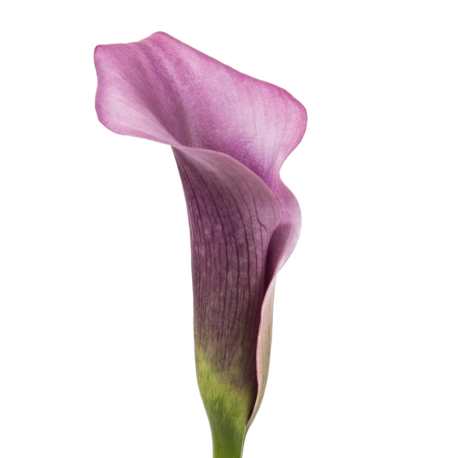 Lavender Calla Lilies - 10 Adet