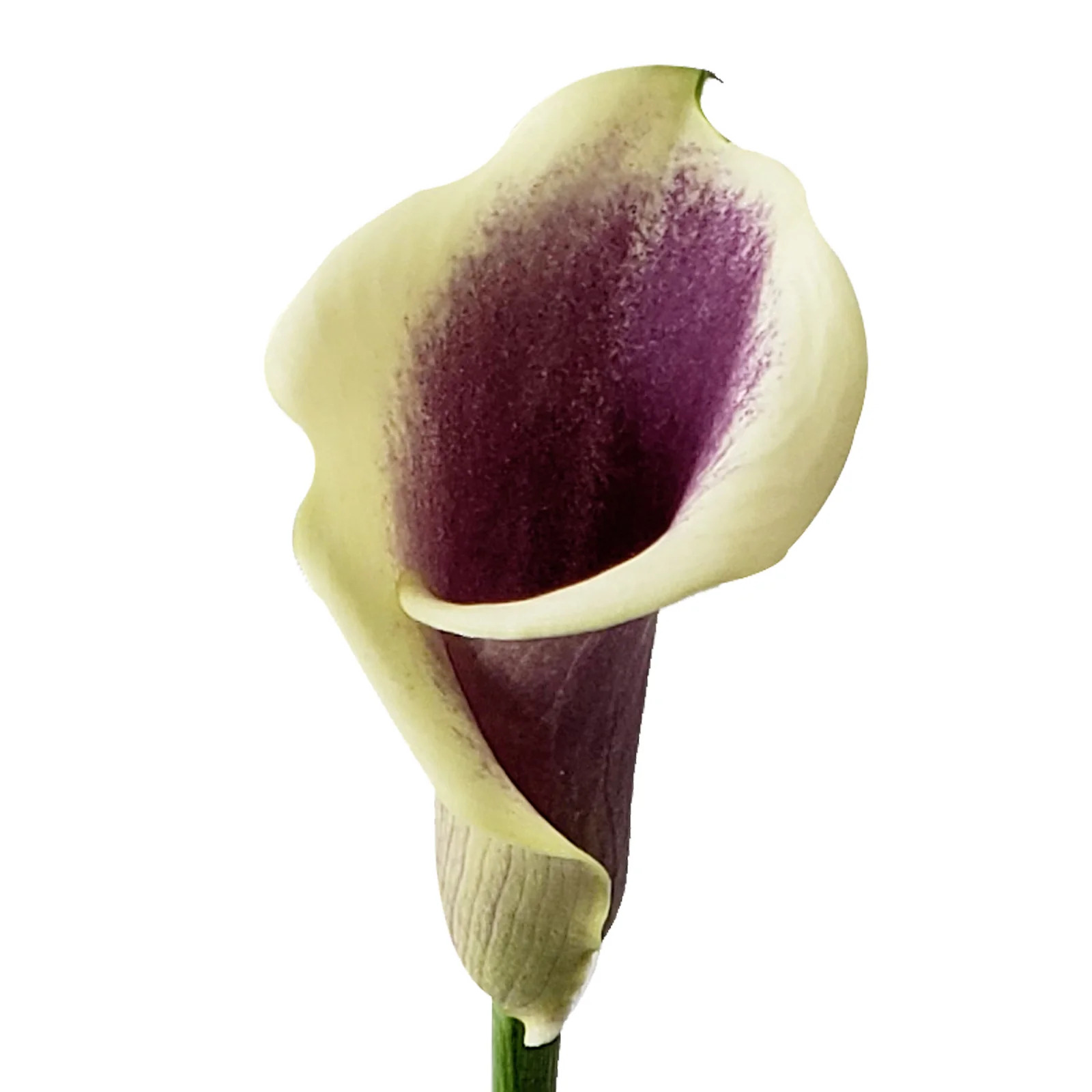 Picasso Calla Lilies - 10 Adet