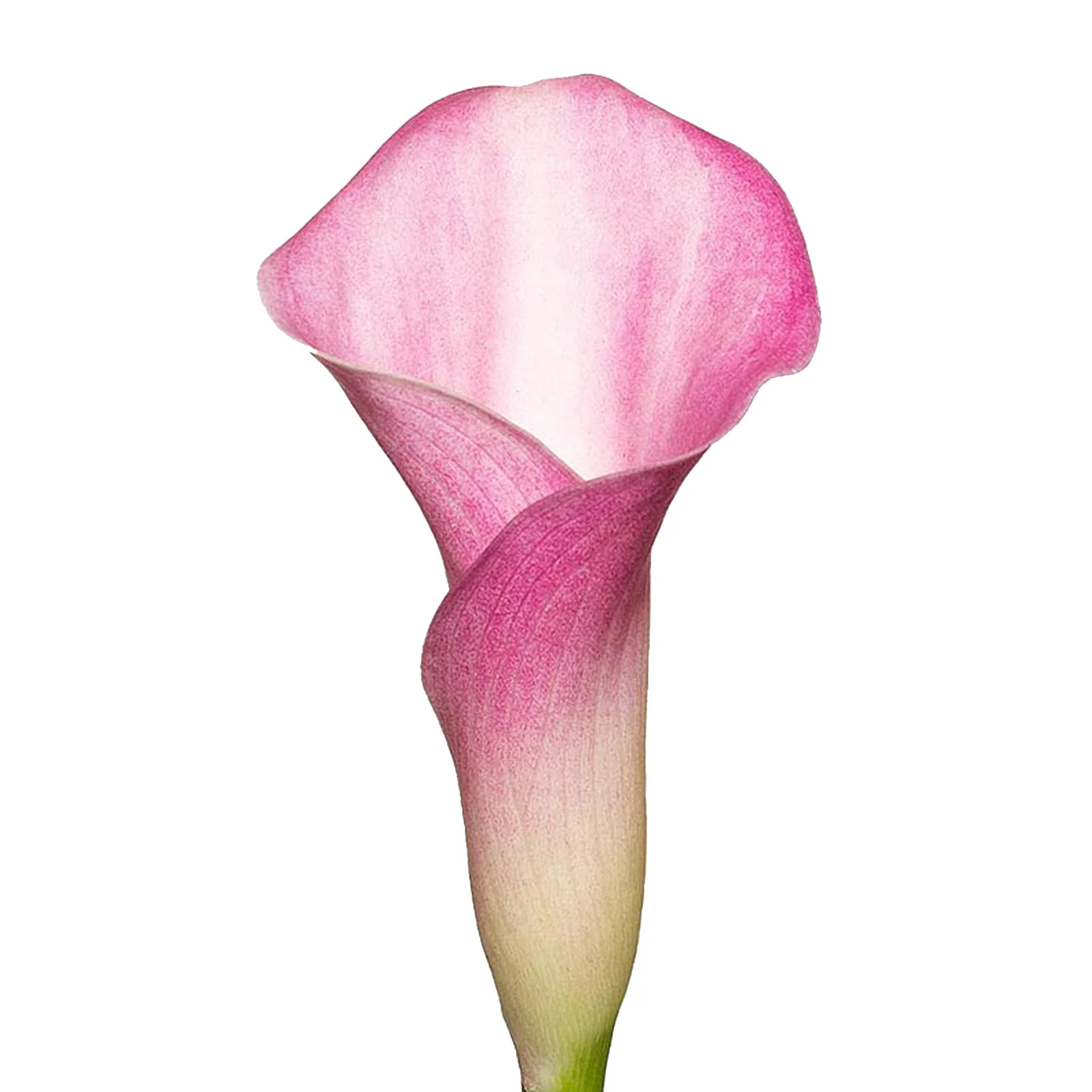 Pink Calla Lilies - 10 Adet