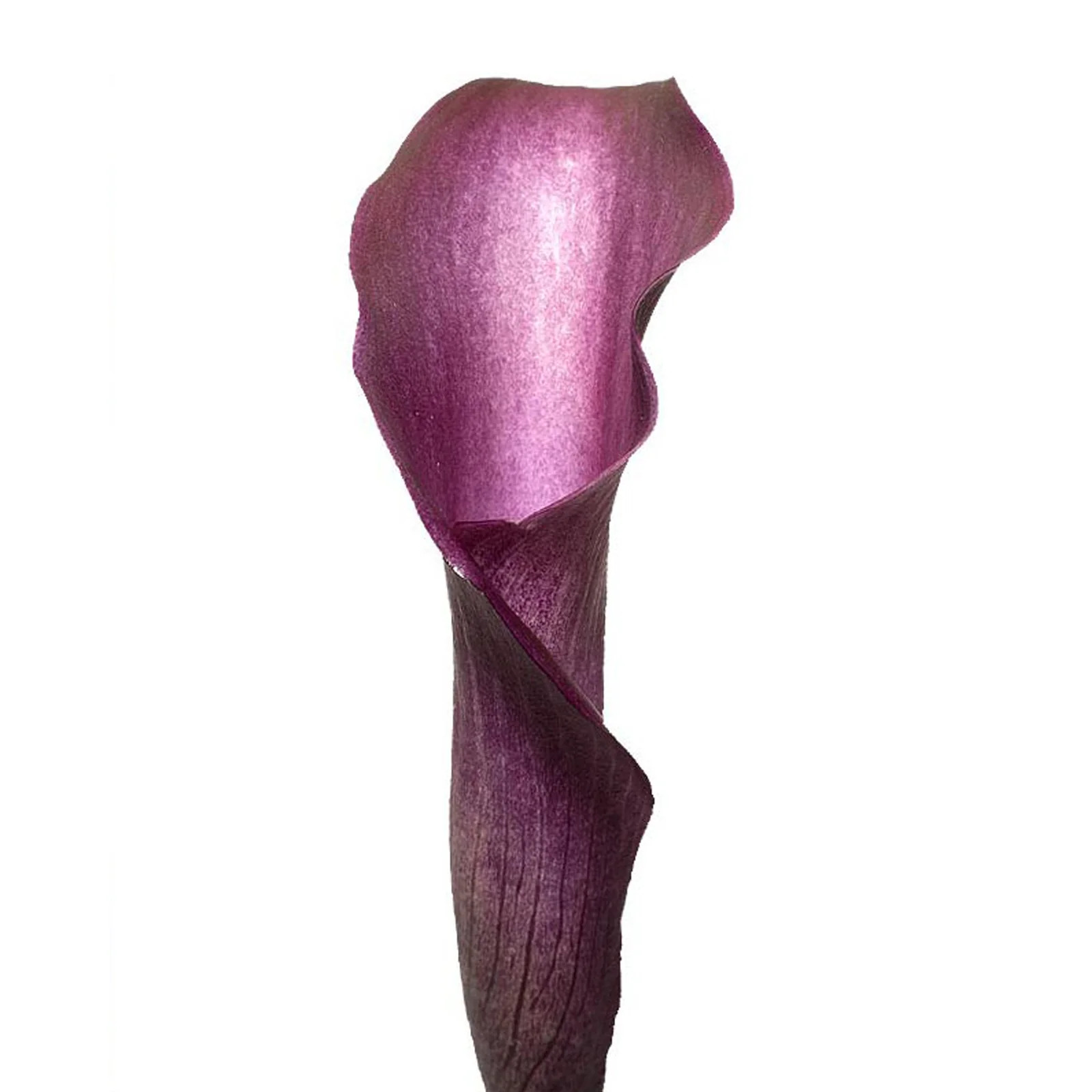 Purple Calla Lilies - 10 Adet