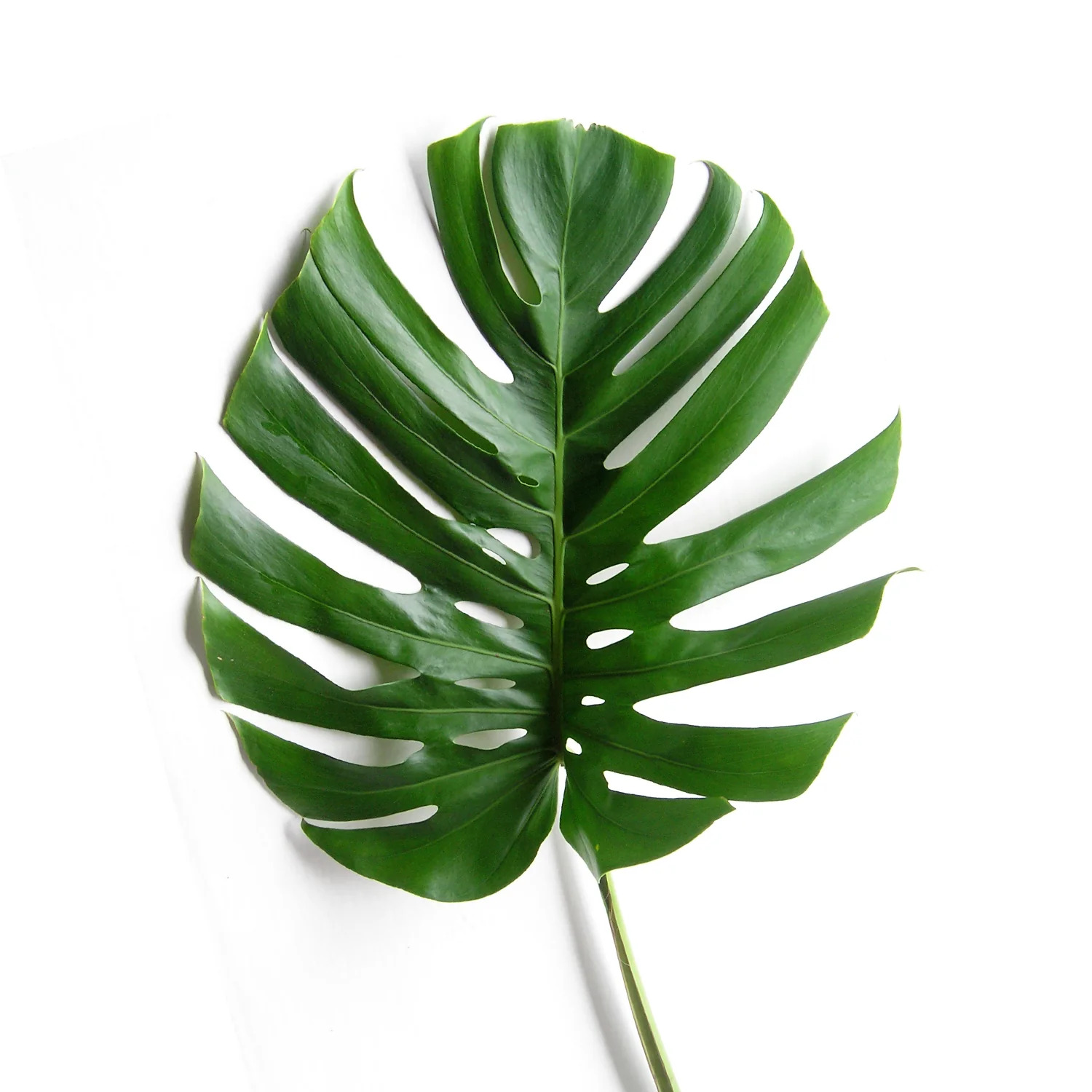 Monstera Deliciosa - 5 Adet