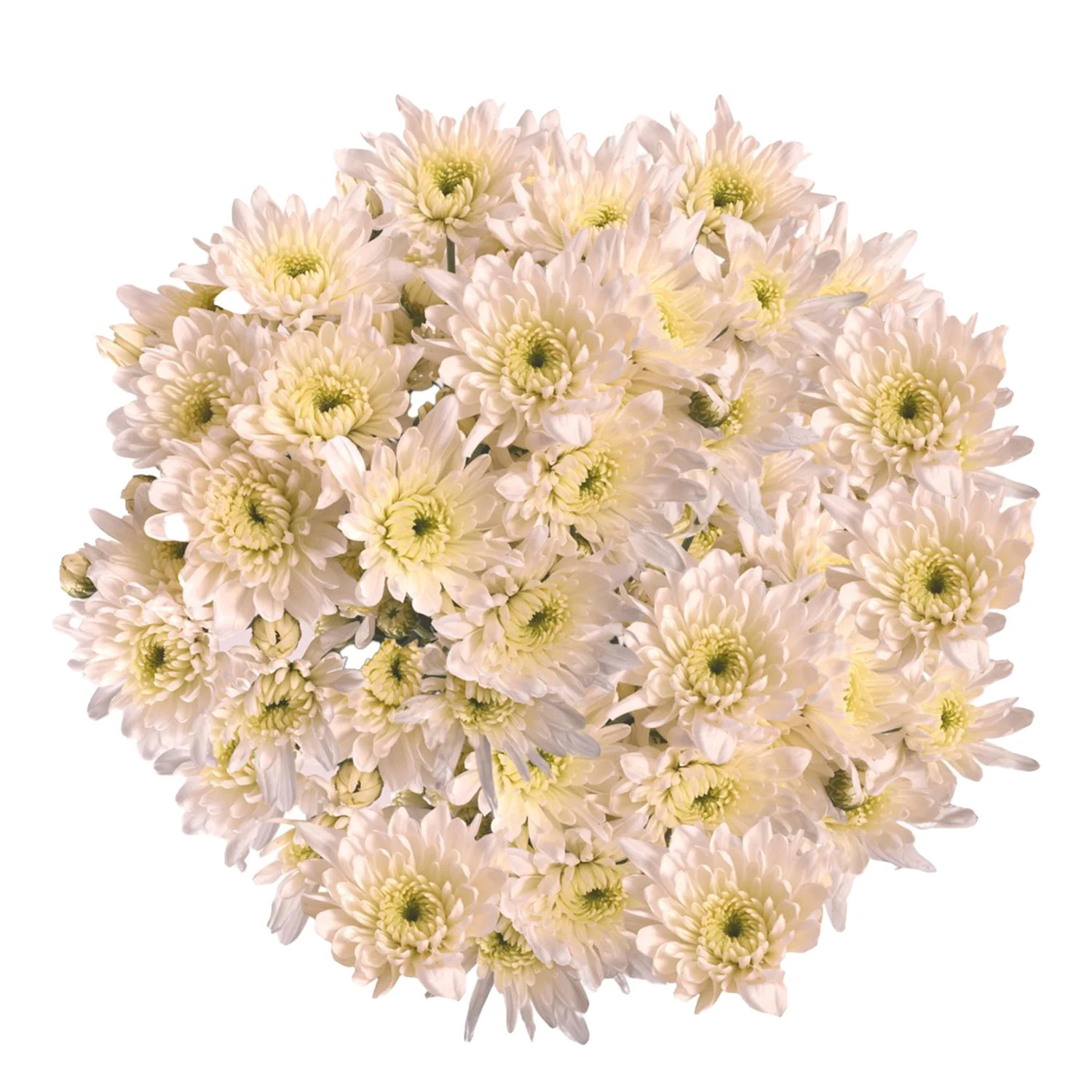 White Pompom Cushion - 5 Dal