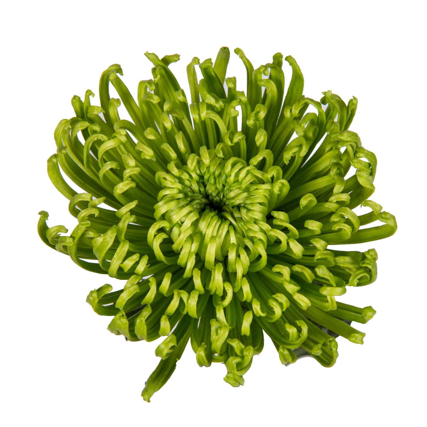 Green Anastasia Spider Mums - 5 Dal