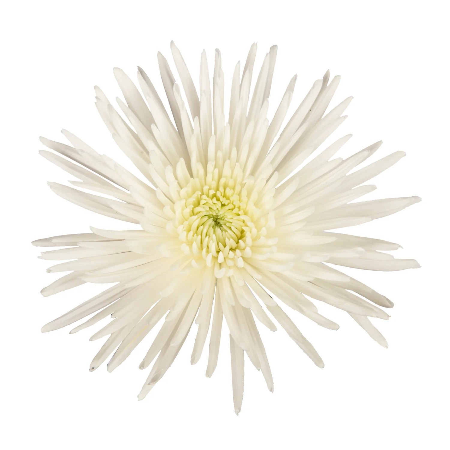 White Anastasia Spider Mums - 5 Dal