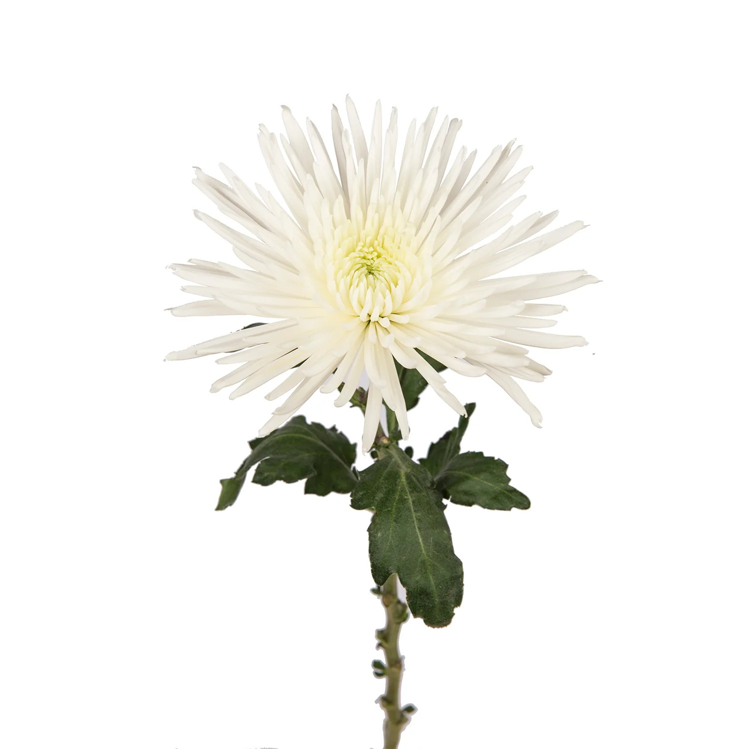 White Anastasia Spider Mums - 5 Dal