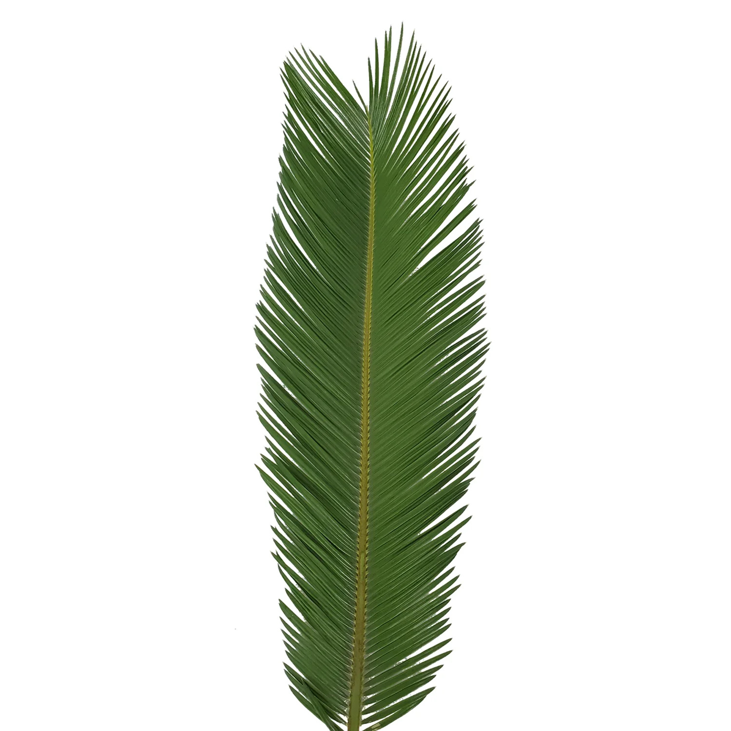 King Sago Palm - 5 Adet