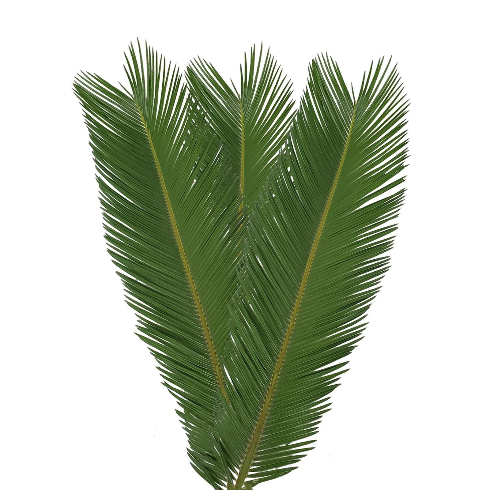 King Sago Palm - 5 Adet