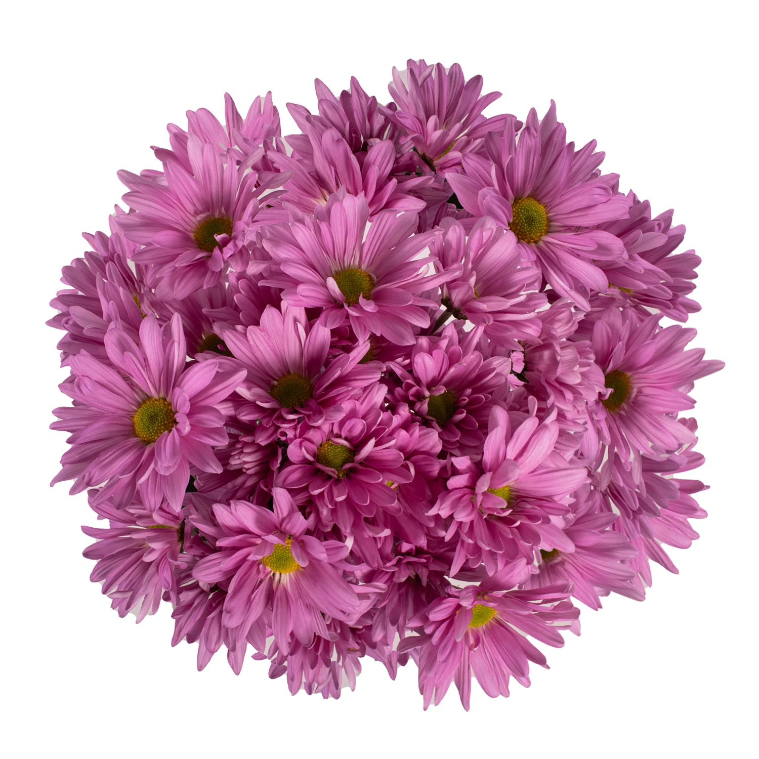 Pink Pompom Daisies - 5 Dal