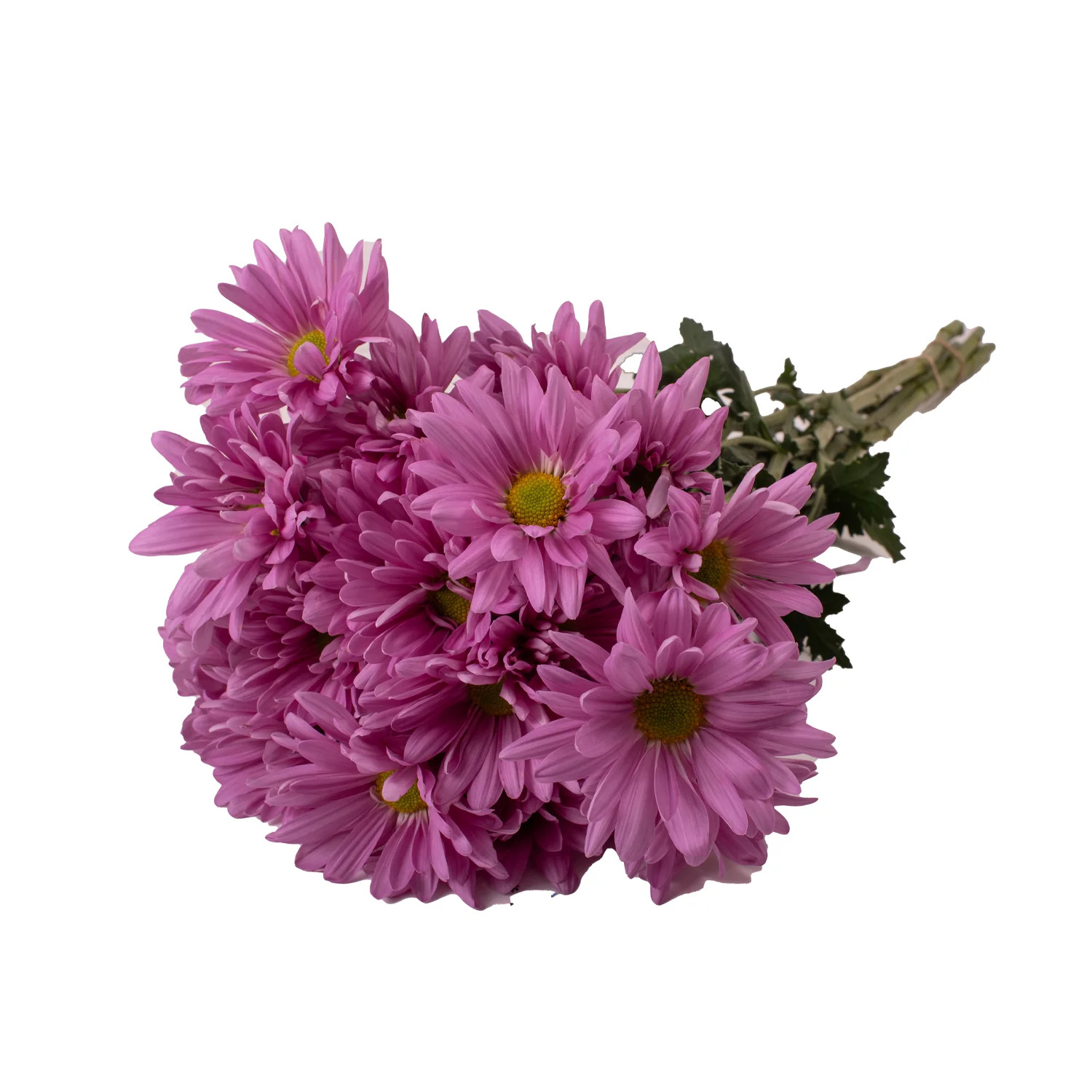 Pink Pompom Daisies - 5 Dal