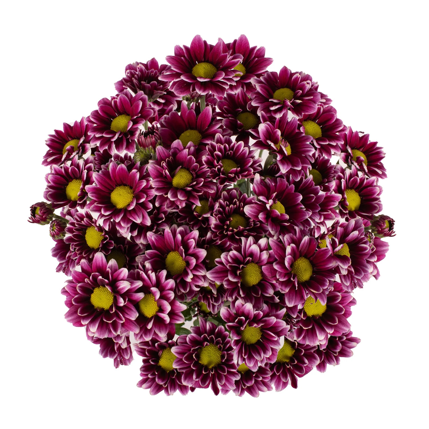 Purple Pompom Daisies - 5 Dal