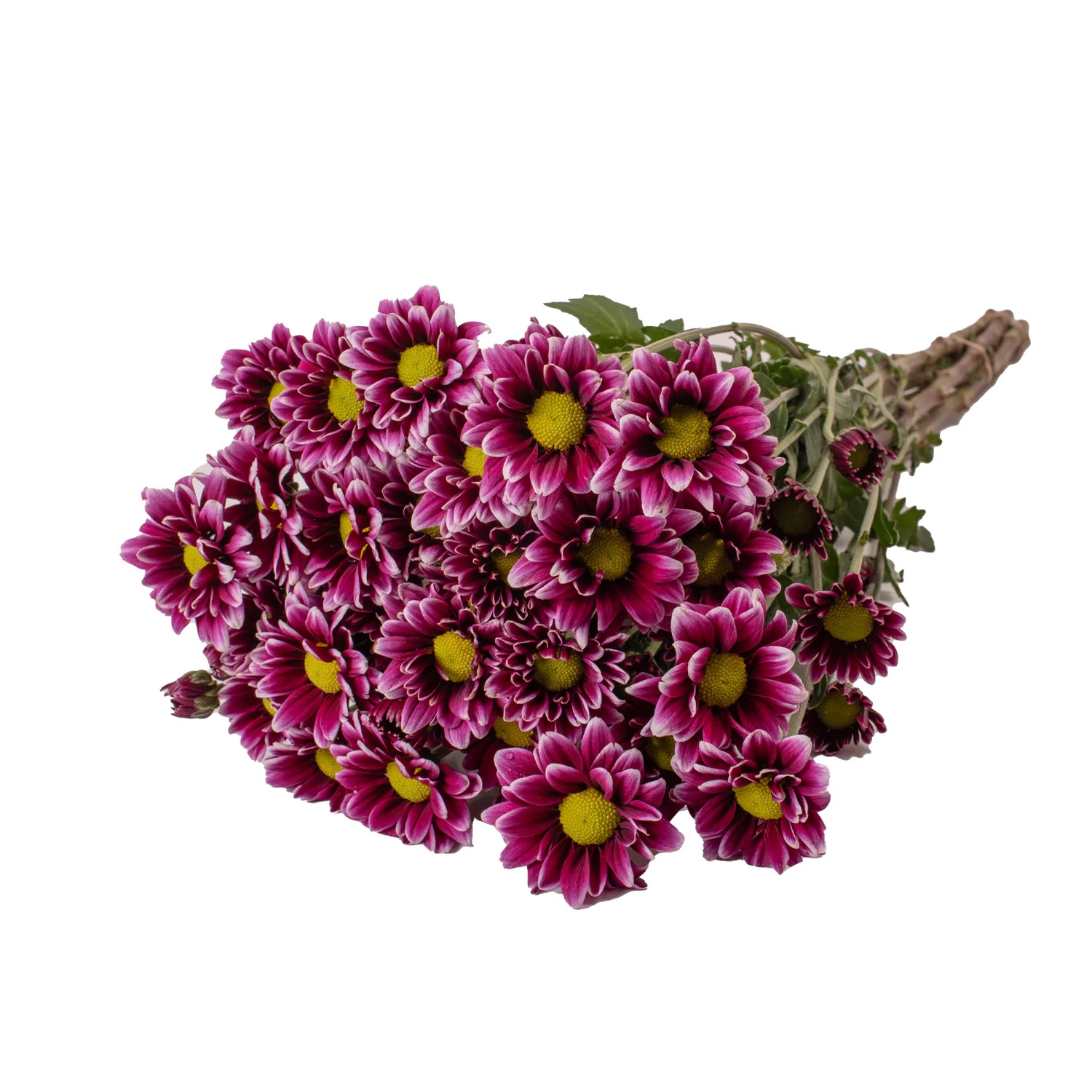 Purple Pompom Daisies - 5 Dal