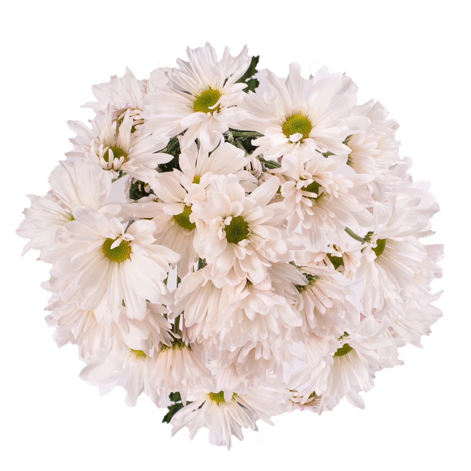 White Pompom Daisies - 5 Dal